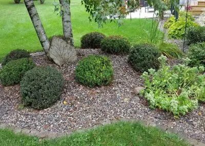 Front yard rock mulch bed with six neatly trimmed evergreen boxwood spheres, a birch trunk with a decorative leaf stone leaning against it, surrounding perennials and edging against a green lawn